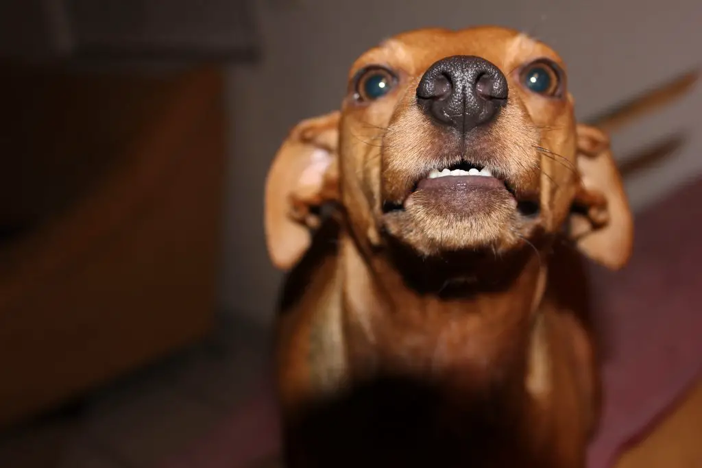 8 Strange Behaviors After Neutering Your Dog