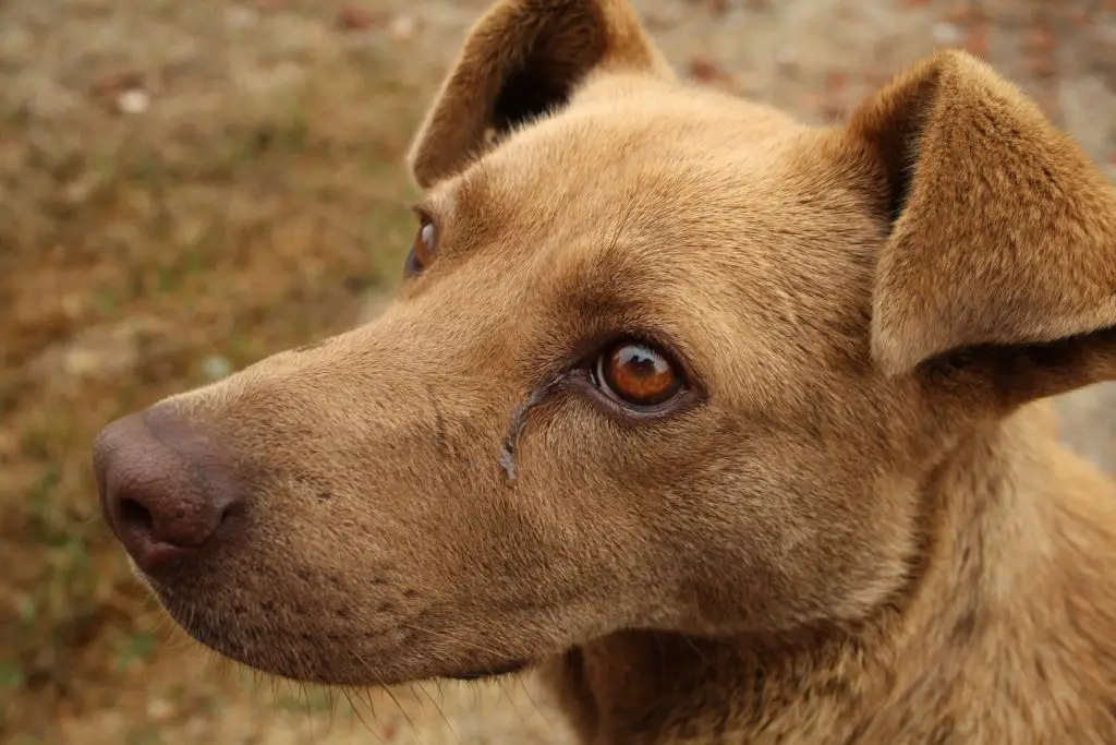 8 Strange Behaviors After Neutering Your Dog