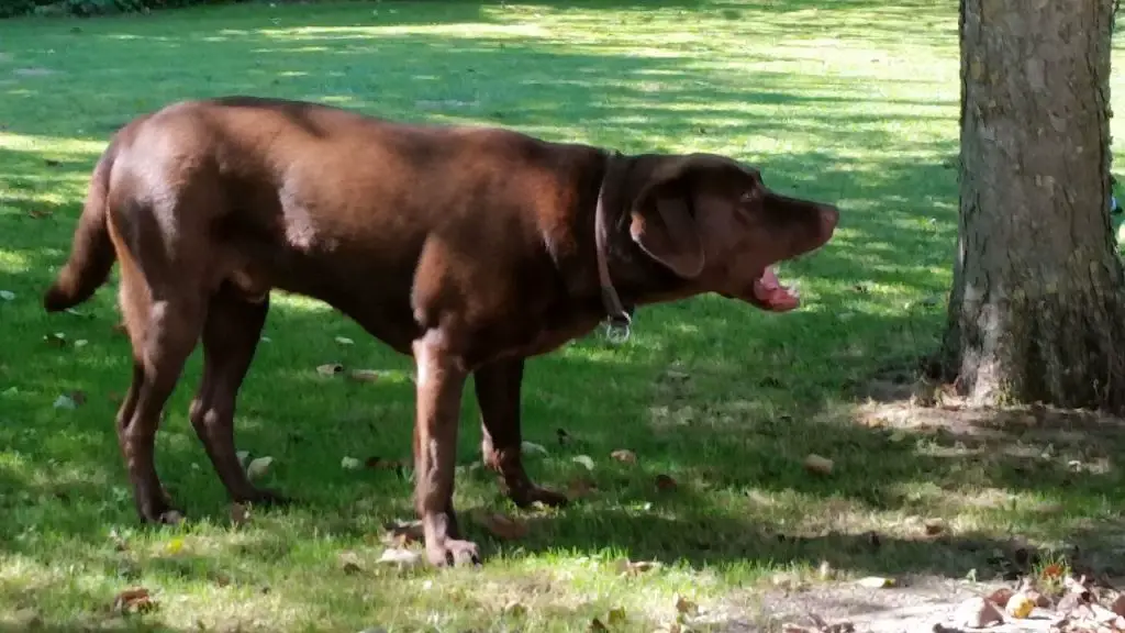 8 Strange Behaviors After Neutering Your Dog