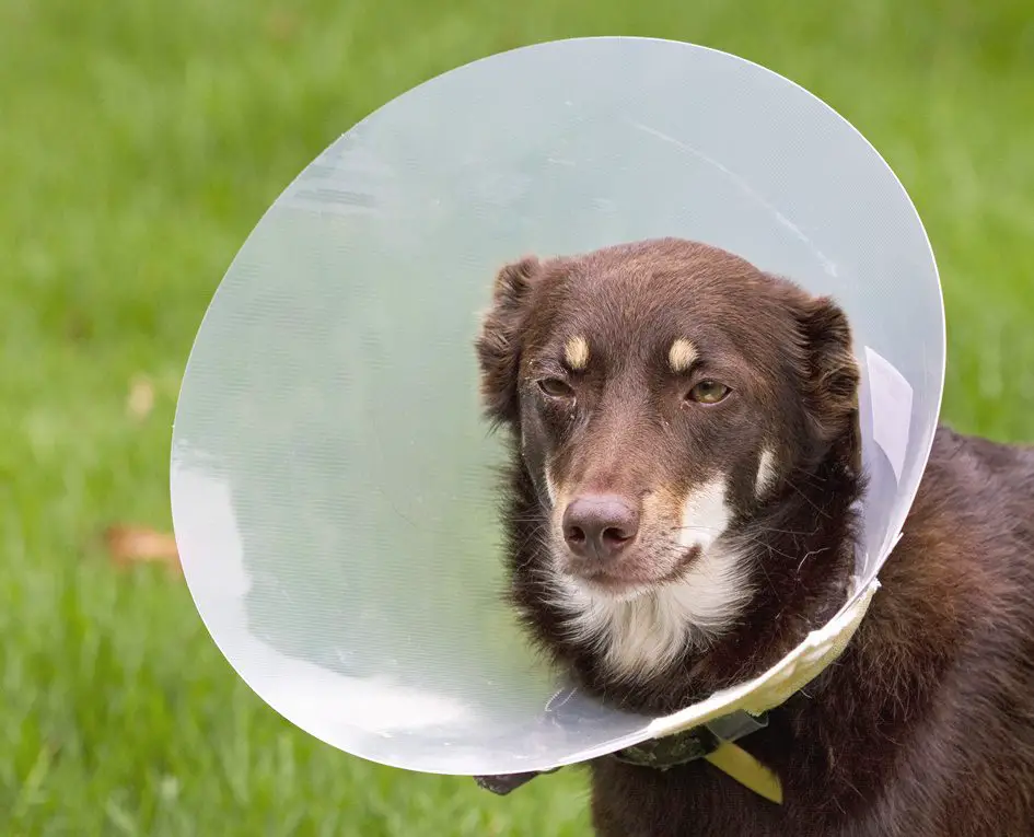 8 Strange Behaviors After Neutering Your Dog