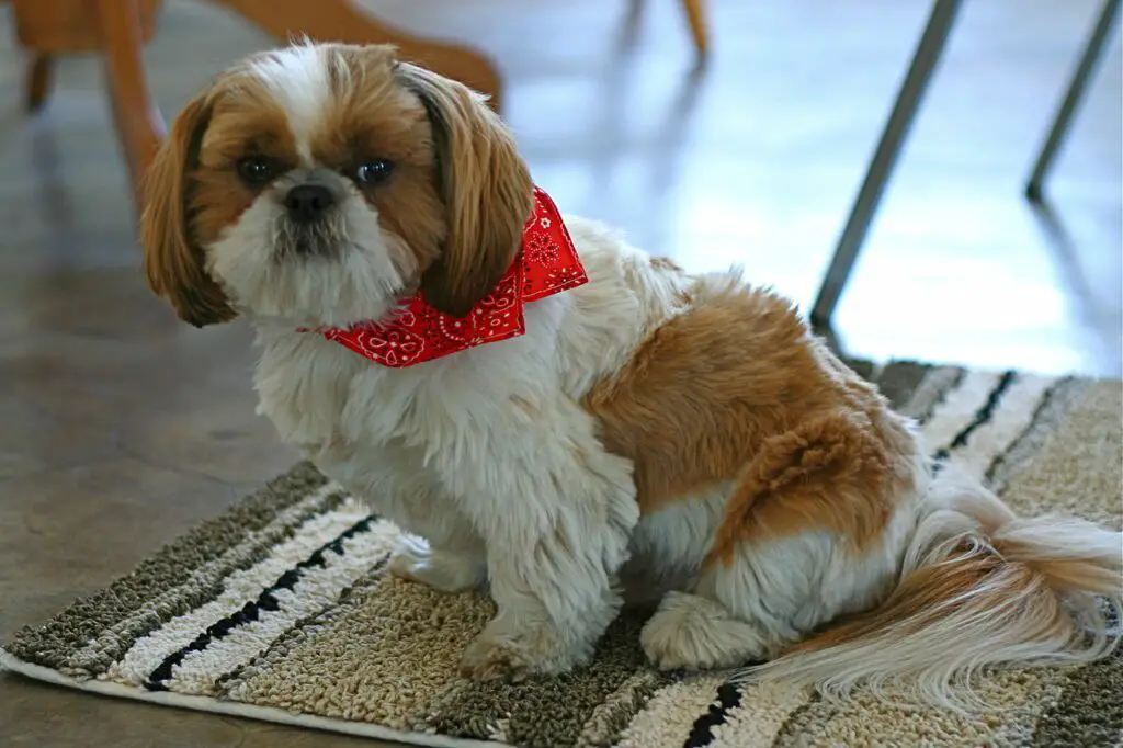 9 Things You Should Know Before Getting a Shih Tzu!