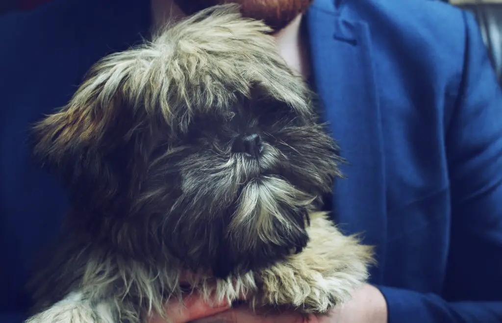 9 Things You Should Know Before Getting a Shih Tzu!