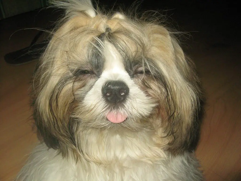 Are Shih Tzus Good For First-Time Dog Owners