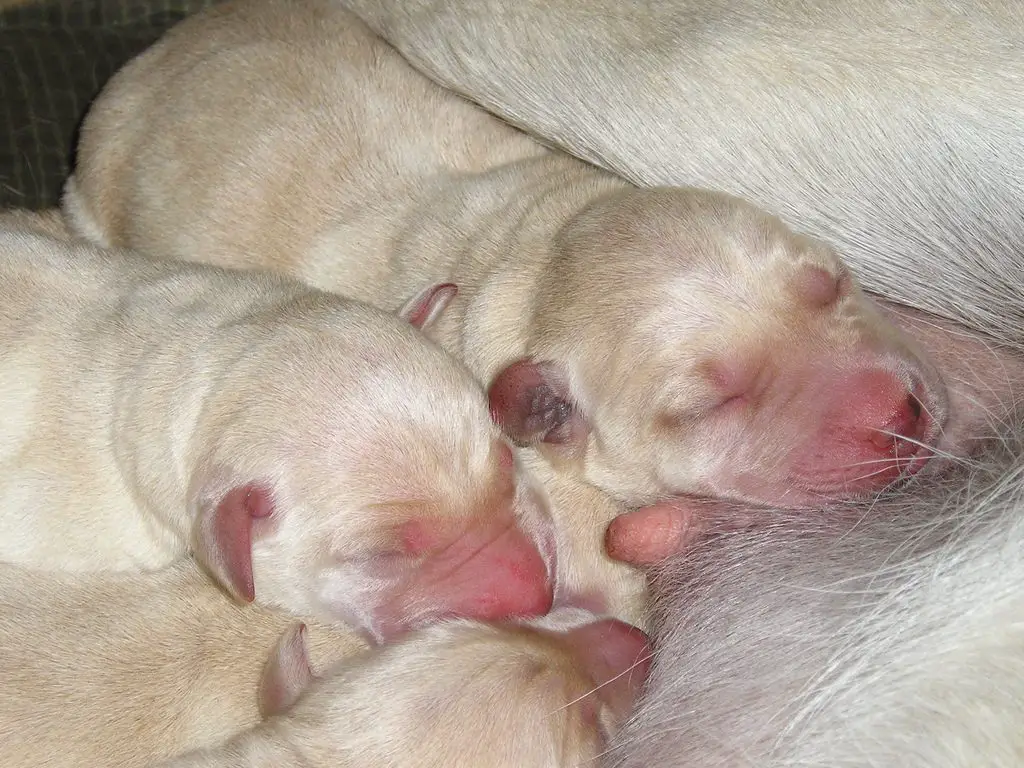 How To Care For a Newborn Litter of Puppies