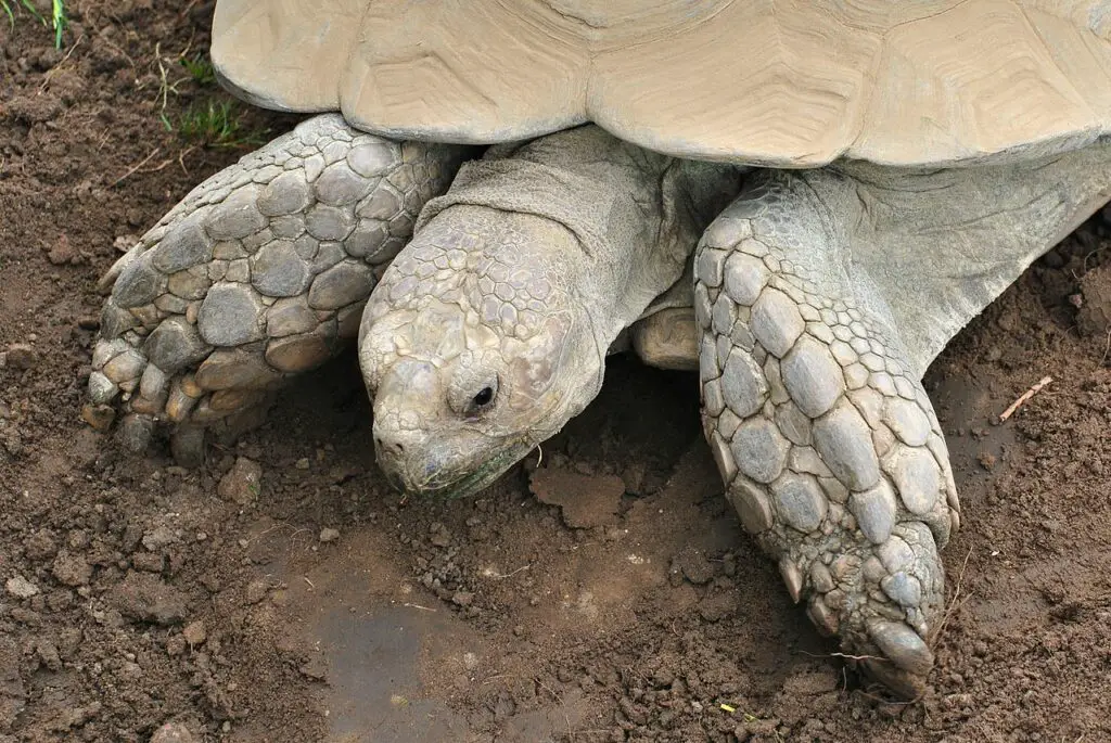 Sulcata Tortoise 101 – All You Need to Know About These Cute Creatures