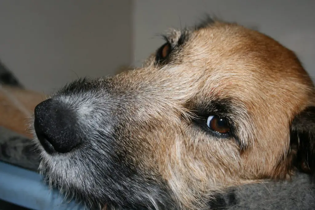 Will Ice Help An Ear Hematoma On a Dog