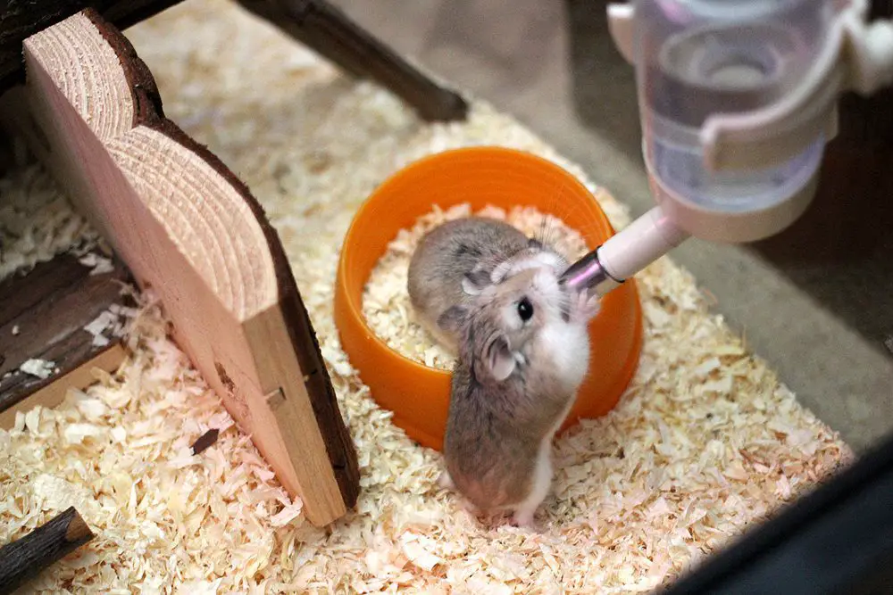 Can Hamsters Drink Cold Water