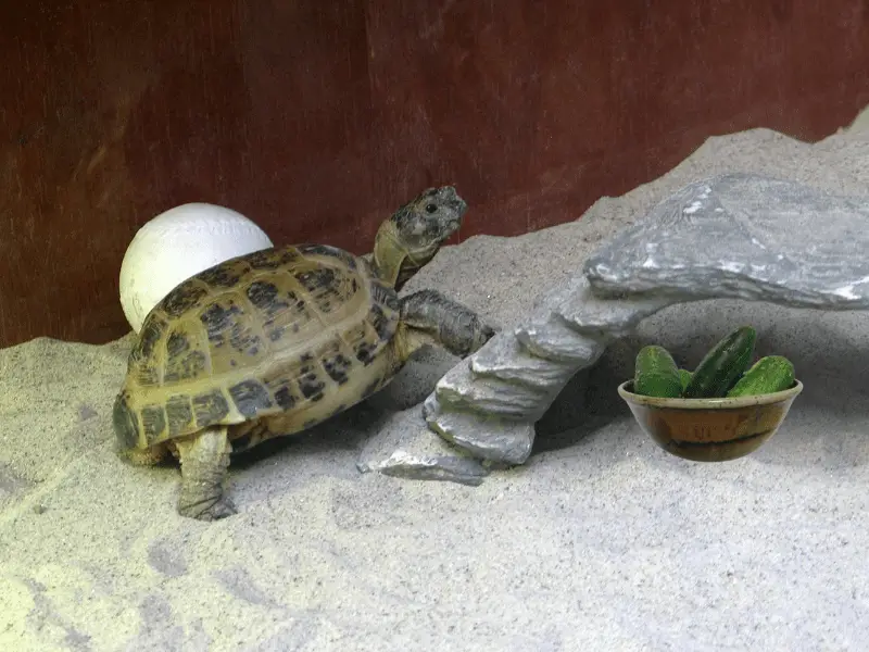 Can Russian Tortoises Eat Cucumbers? Keep This In Mind!