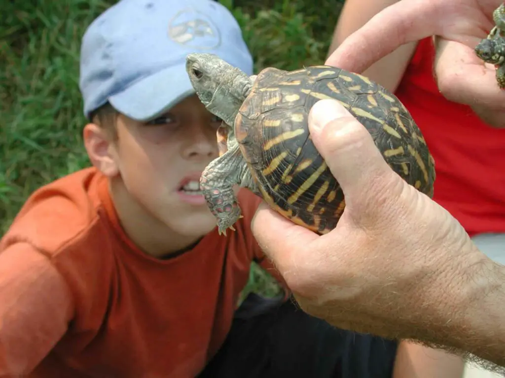 Do Russian Tortoises Like To Be Held Not So Much!