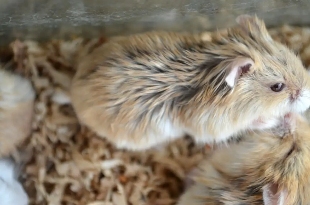 How To Tell If Your Hamster Has a Cold (6 Common Signs)