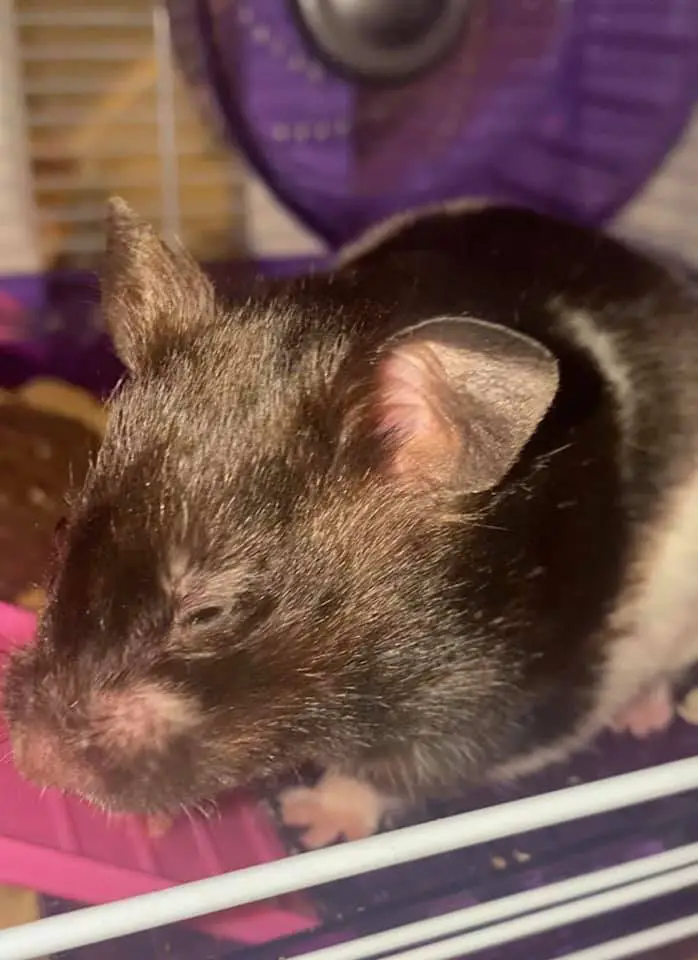 How To Tell If Your Hamster Has a Cold