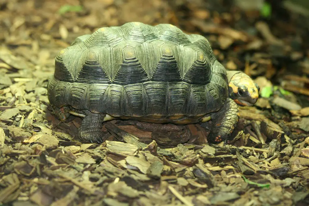 Pyramiding Tortoise Causes, Symptoms, and Treatment