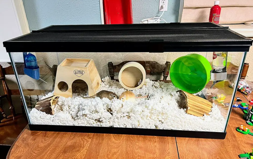 Top 5 Best 40-Gallon Tanks For Hamsters