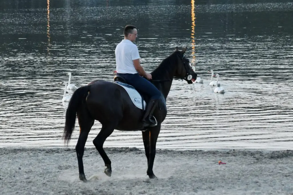 Are Horses Afraid Of Water