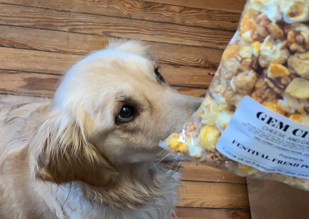 Why Can't Dogs Eat Popcorn