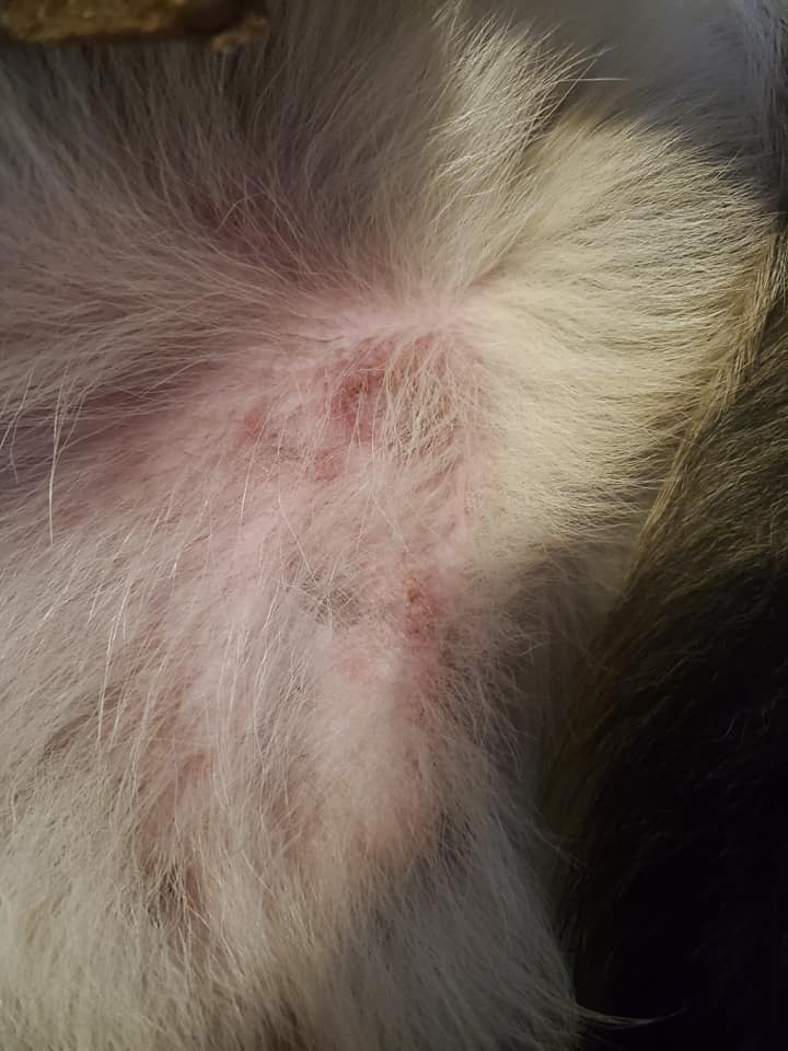 Why Is My Dog So Itchy But Has No Fleas
