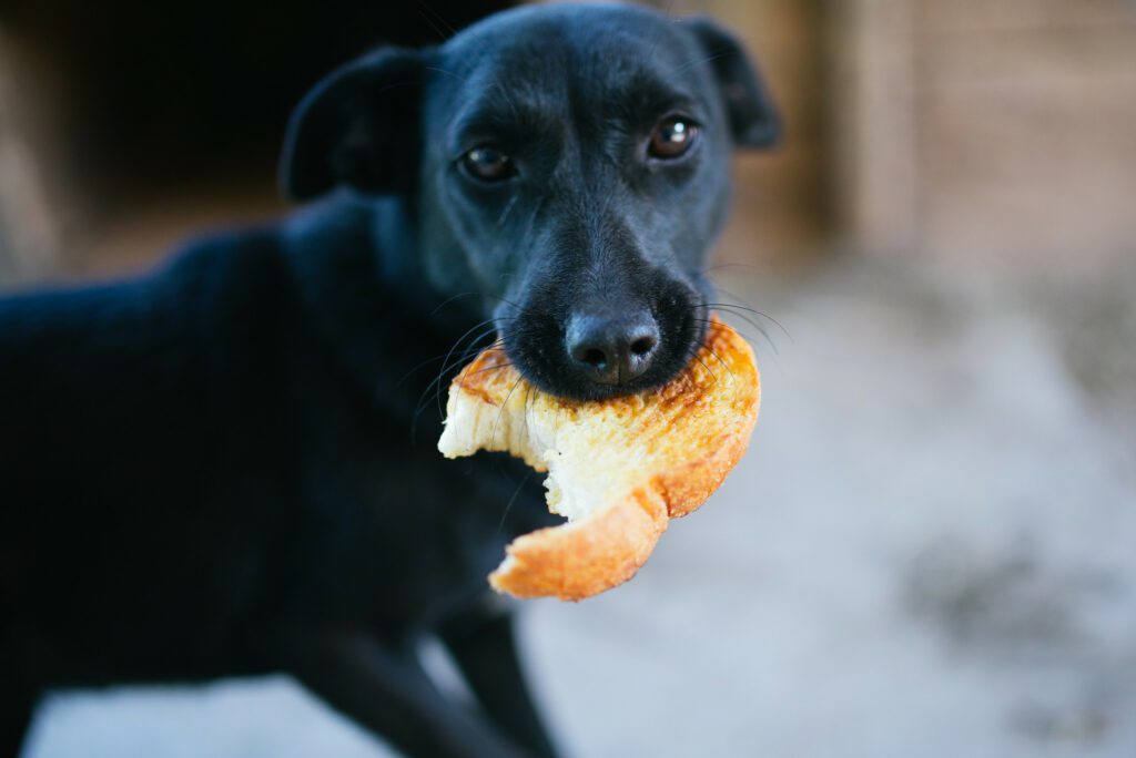 Can Dogs Eat Gluten-free Bread (Answered by a Vet)